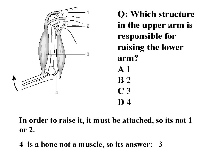 Q: Which structure in the upper arm is responsible for raising the lower arm?