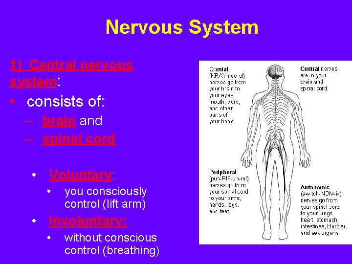 Nervous System 1) Central nervous system: • consists of: – brain and – spinal