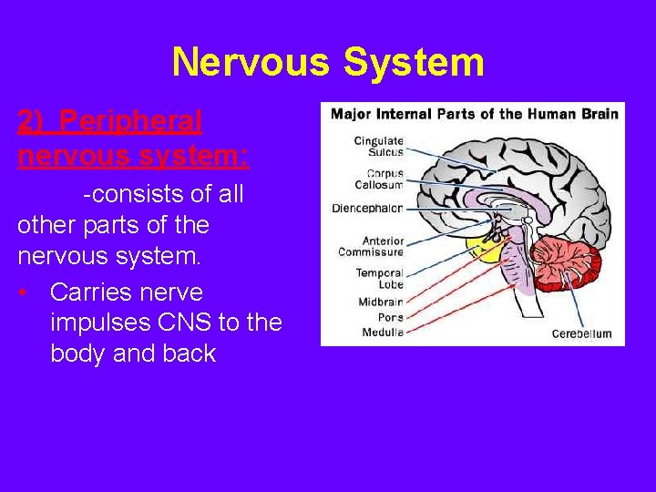 Nervous System 2) Peripheral nervous system: -consists of all other parts of the nervous