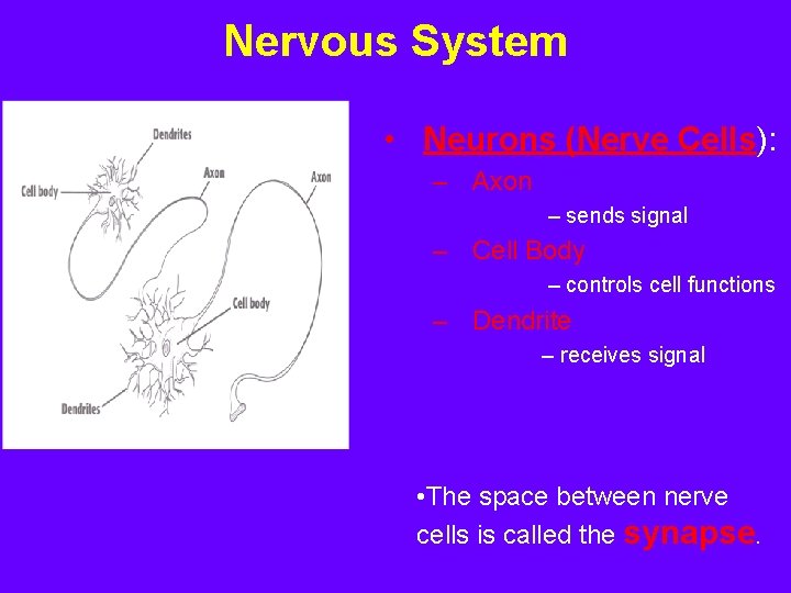 Nervous System • Neurons (Nerve Cells): – Axon – sends signal – Cell Body