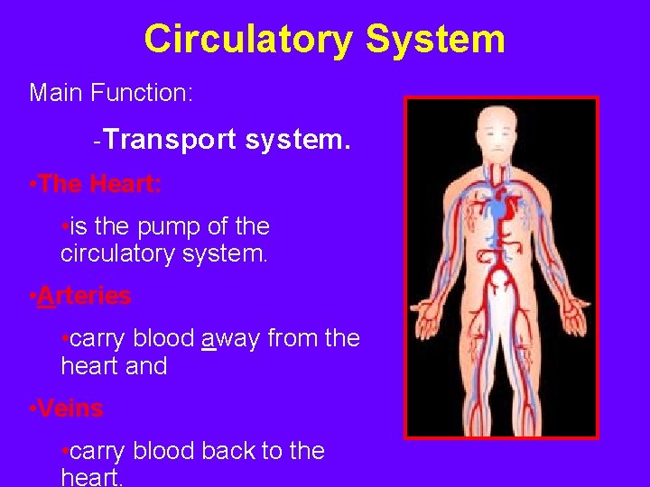 Circulatory System Main Function: -Transport system. • The Heart: • is the pump of