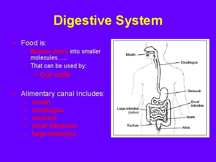 Digestive System • Food is: – Broken down into smaller molecules…. . – That