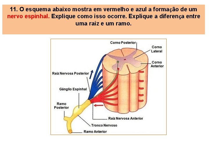 11. O esquema abaixo mostra em vermelho e azul a formação de um nervo