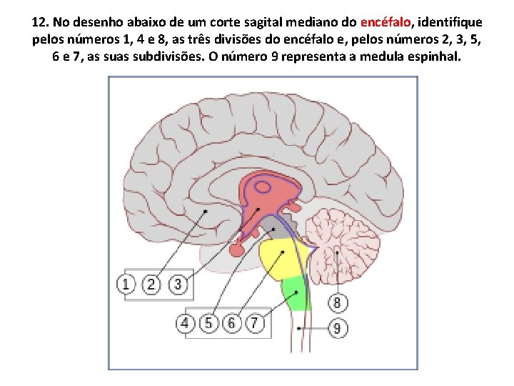 12. No desenho abaixo de um corte sagital mediano do encéfalo, identifique pelos números