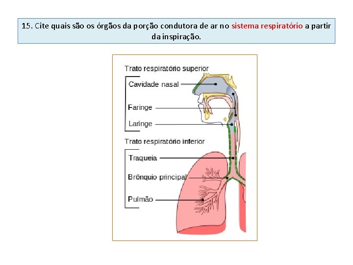 15. Cite quais são os órgãos da porção condutora de ar no sistema respiratório
