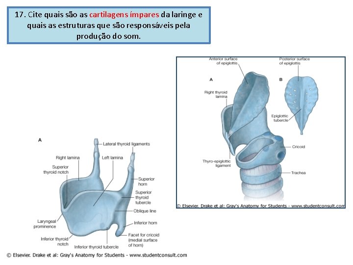 17. Cite quais são as cartilagens ímpares da laringe e quais as estruturas que