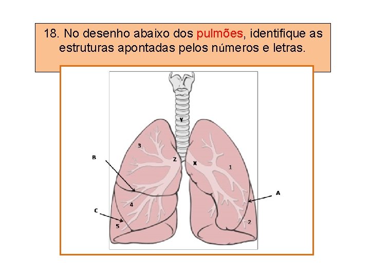 18. No desenho abaixo dos pulmões, identifique as estruturas apontadas pelos números e letras.