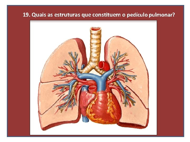 19. Quais as estruturas que constituem o pedículo pulmonar? 