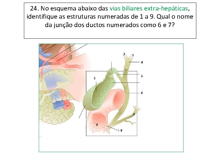 24. No esquema abaixo das vias biliares extra-hepáticas, identifique as estruturas numeradas de 1