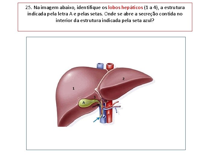 25. Na imagem abaixo, identifique os lobos hepáticos (1 a 4), a estrutura indicada