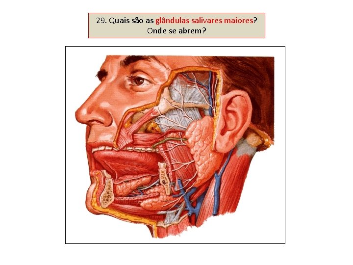 29. Quais são as glândulas salivares maiores? Onde se abrem? 