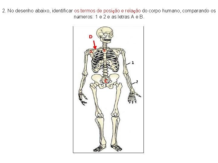 2. No desenho abaixo, identificar os termos de posição e relação do corpo humano,