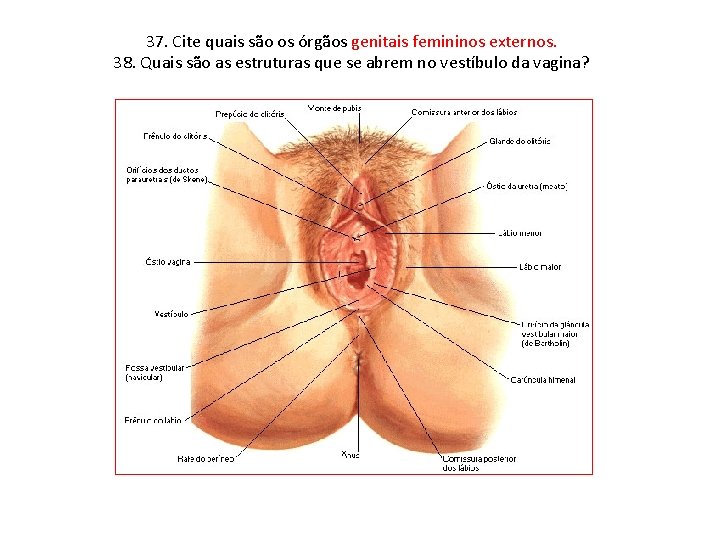 37. Cite quais são os órgãos genitais femininos externos. 38. Quais são as estruturas