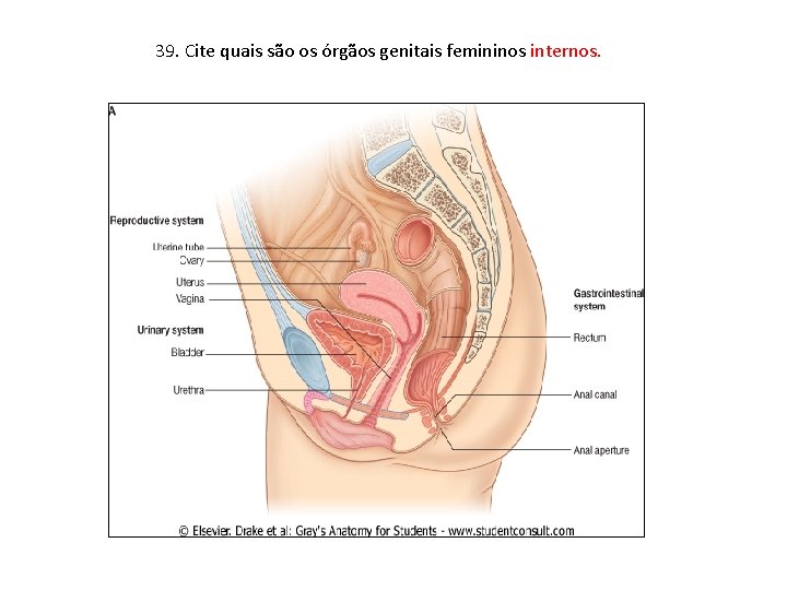 39. Cite quais são os órgãos genitais femininos internos. 