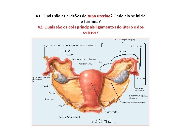 41. Quais são as divisões da tuba uterina? Onde ela se inicia e termina?
