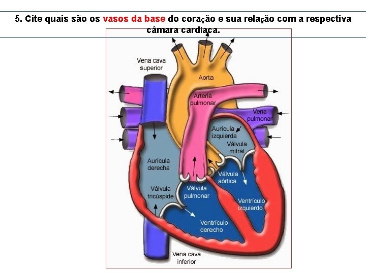 5. Cite quais são os vasos da base do coração e sua relação com