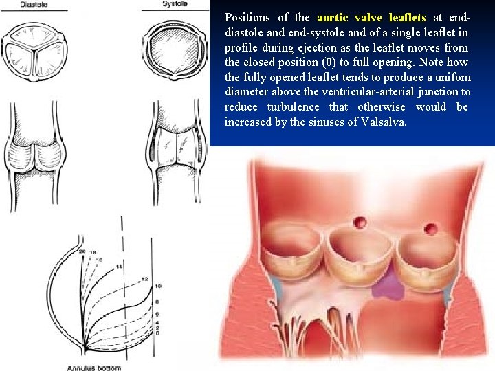Positions of the aortic valve leaflets at enddiastole and end-systole and of a single Positions of the aortic valve leaflets at enddiastole and end-systole and of a single