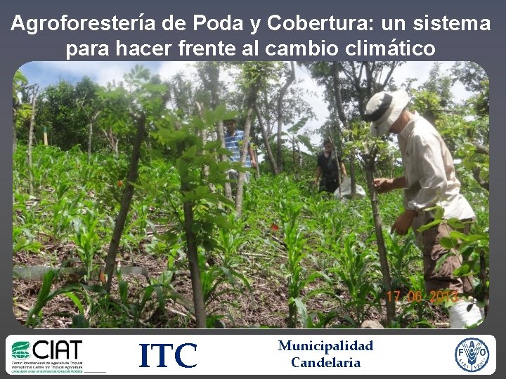 Agroforestería de Poda y Cobertura: un sistema para hacer frente al cambio climático ITC