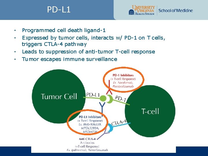 PD-L 1 • • Programmed cell death ligand-1 Expressed by tumor cells, interacts w/