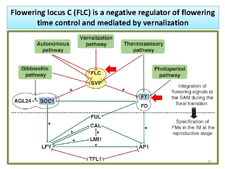 Flowering locus C (FLC) is a negative regulator of flowering time control and mediated