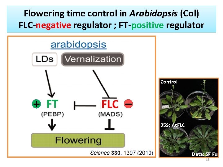 Flowering time control in Arabidopsis (Col) FLC-negative regulator ; FT-positive regulator Control + _