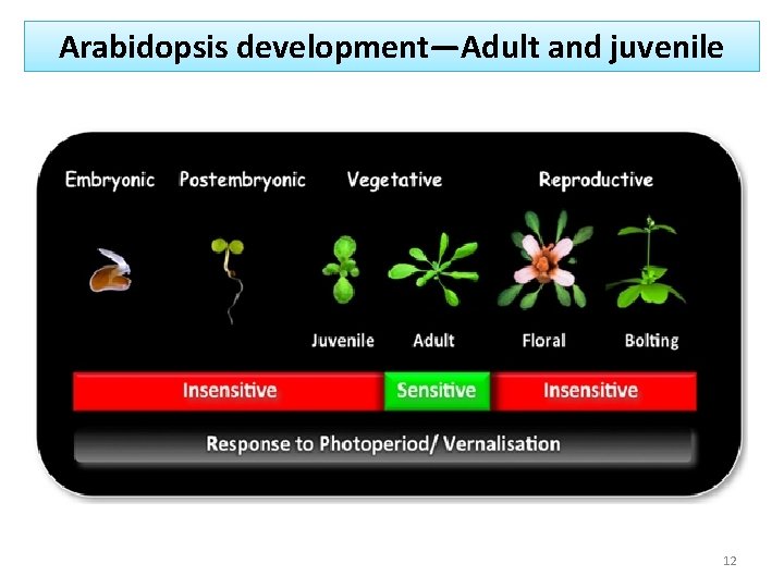 Arabidopsis development—Adult and juvenile 12 