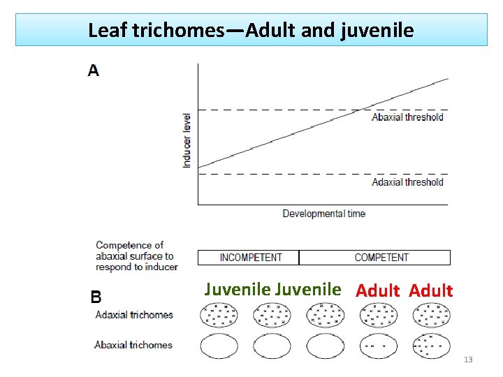 Leaf trichomes—Adult and juvenile Juvenile Adult 13 