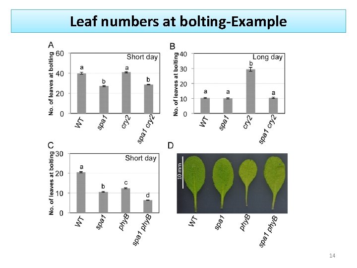 Leaf numbers at bolting-Example 14 