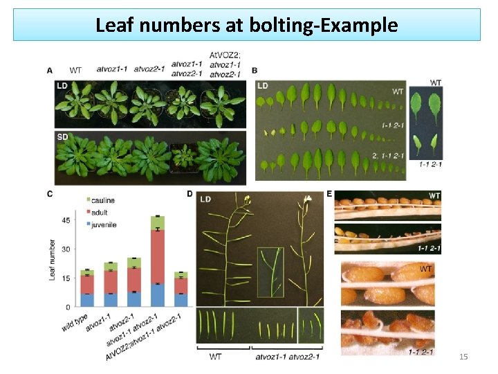 Leaf numbers at bolting-Example 15 