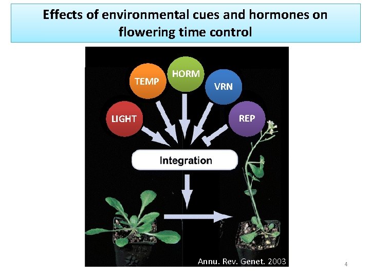Effects of environmental cues and hormones on flowering time control TEMP LIGHT HORM VRN