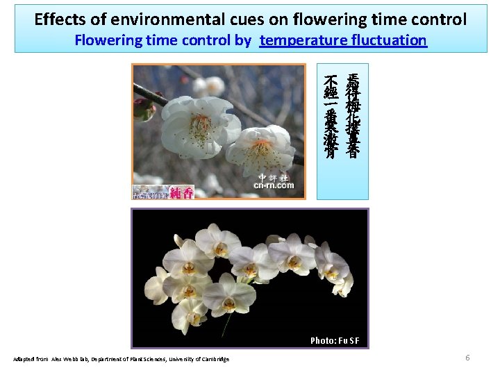 Effects of environmental cues on flowering time control Flowering time control by temperature fluctuation