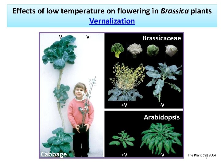 Effects of low temperature on flowering in Brassica plants Vernalization -V +V Brassicaceae +V