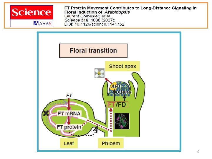Leaf-produced floral signals-Flowering Locus T (FT) FT protein but not FT m. RNA is