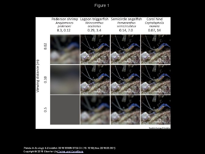 Figure 1 Trends in Ecology & Evolution 2018 33358 -372 DOI: (10. 1016/j. tree.