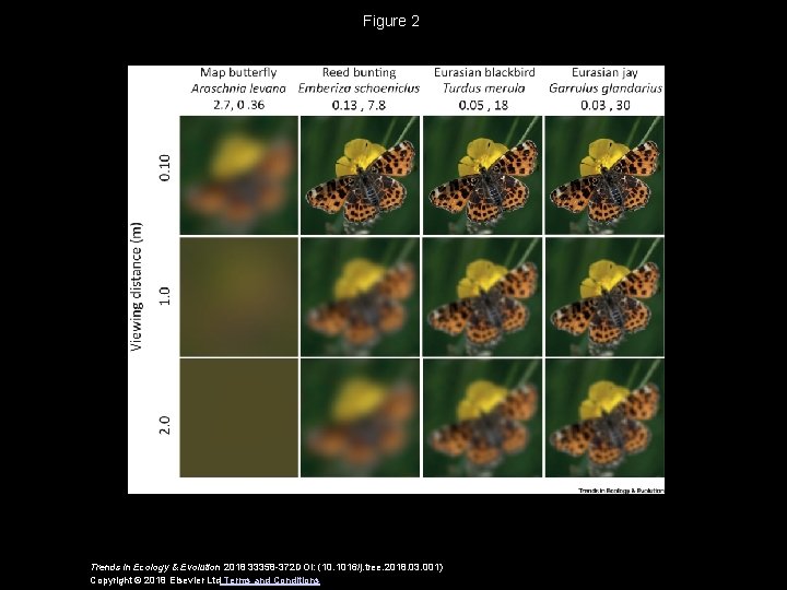 Figure 2 Trends in Ecology & Evolution 2018 33358 -372 DOI: (10. 1016/j. tree.
