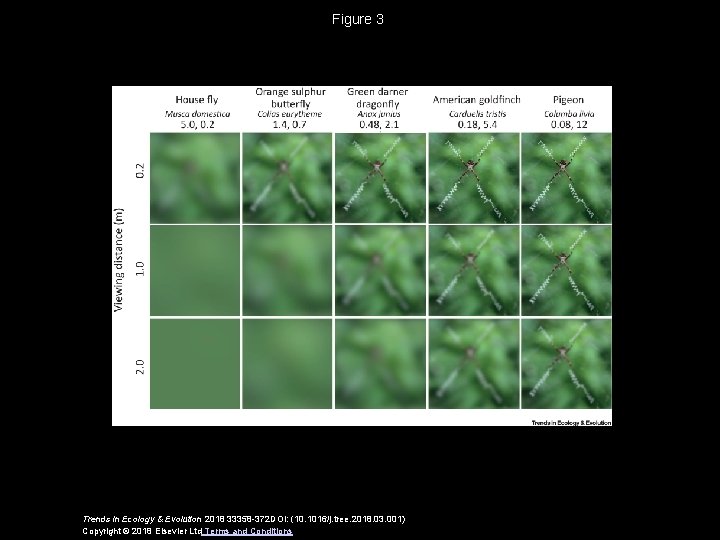 Figure 3 Trends in Ecology & Evolution 2018 33358 -372 DOI: (10. 1016/j. tree.