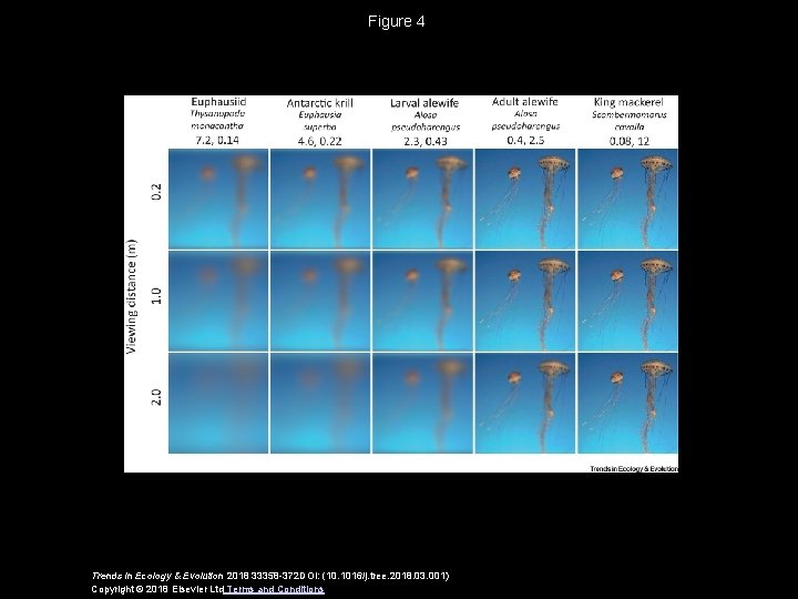 Figure 4 Trends in Ecology & Evolution 2018 33358 -372 DOI: (10. 1016/j. tree.