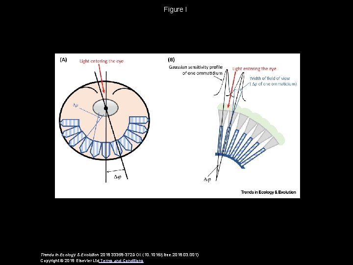 Figure I Trends in Ecology & Evolution 2018 33358 -372 DOI: (10. 1016/j. tree.