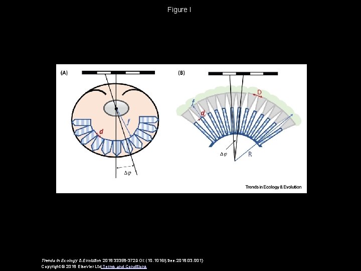 Figure I Trends in Ecology & Evolution 2018 33358 -372 DOI: (10. 1016/j. tree.