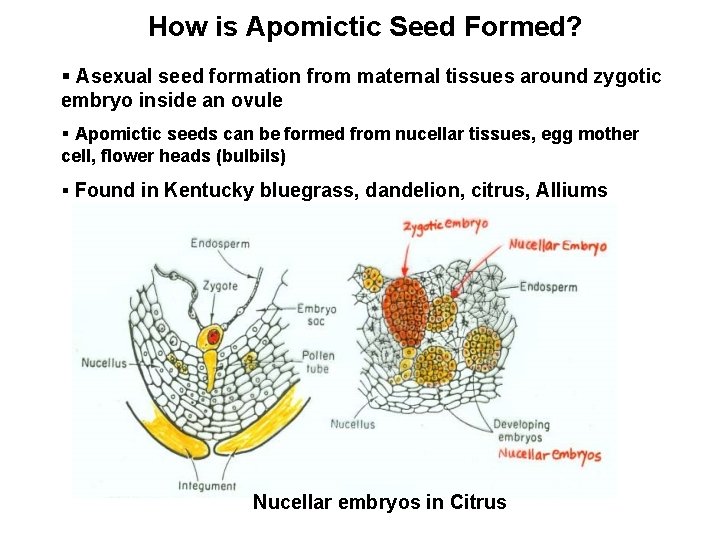 How is Apomictic Seed Formed? § Asexual seed formation from maternal tissues around zygotic