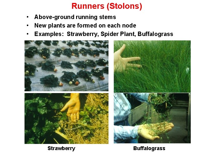 Runners (Stolons) • Above-ground running stems • New plants are formed on each node