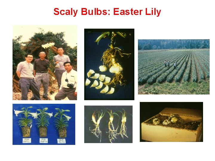 Scaly Bulbs: Easter Lily 