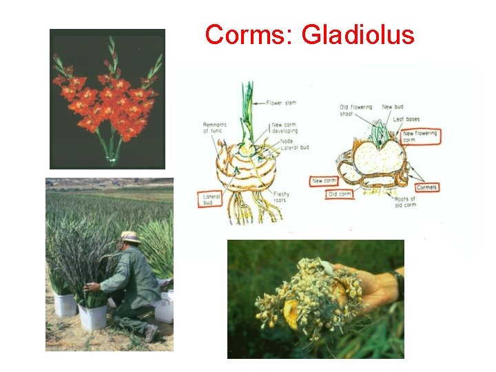 Corms: Gladiolus 