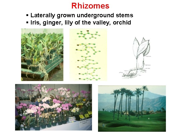 Rhizomes § Laterally grown underground stems § Iris, ginger, lily of the valley, orchid