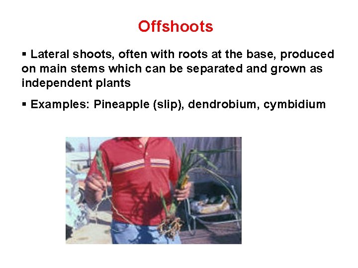 Offshoots § Lateral shoots, often with roots at the base, produced on main stems