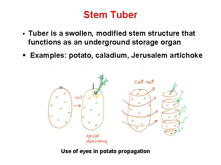 Stem Tuber § Tuber is a swollen, modified stem structure that functions as an