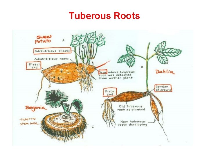 Tuberous Roots 