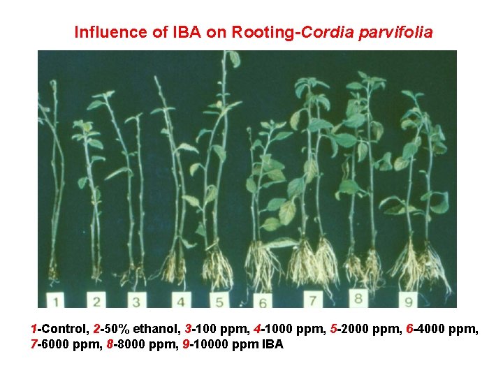 Influence of IBA on Rooting-Cordia parvifolia 1 -Control, 2 -50% ethanol, 3 -100 ppm,