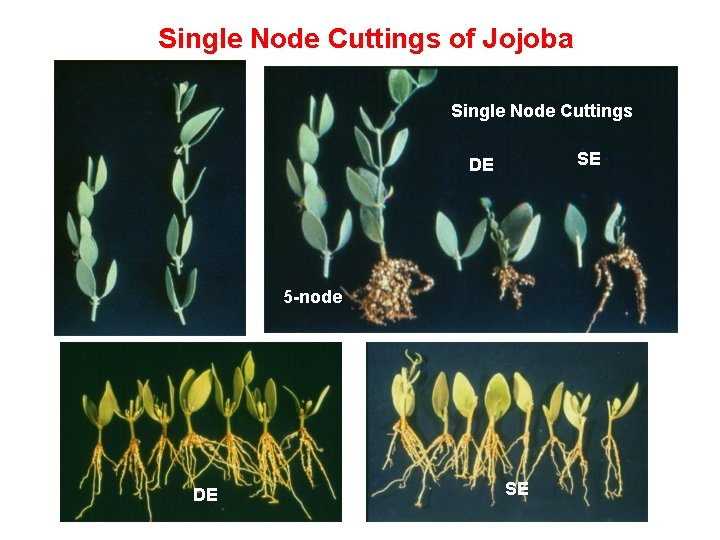 Single Node Cuttings of Jojoba Single Node Cuttings SE DE 5 -node DE SE