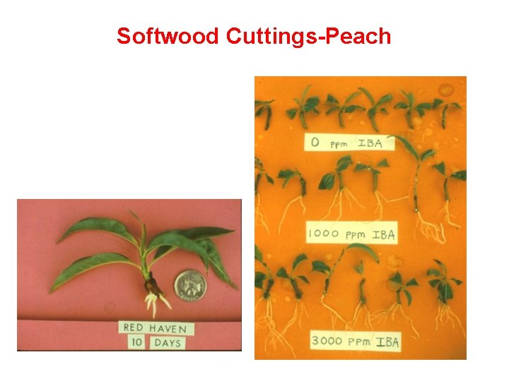 Softwood Cuttings-Peach 